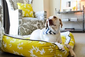 DIY Dog Bed Pillow Pictures 1