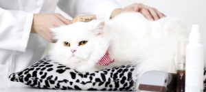 Dịch vụ tắm mèo