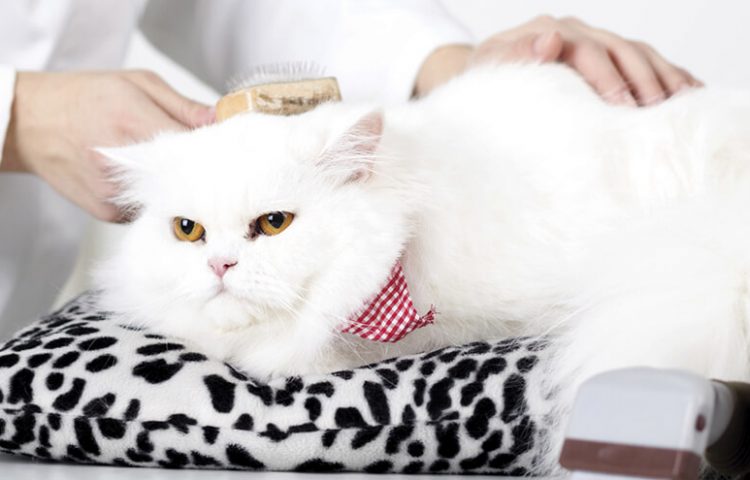 Dịch vụ tắm mèo
