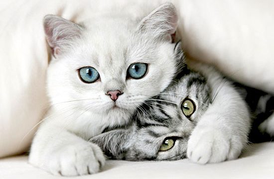 cham giu meo1 e1527325105101 1