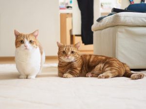 hay cung xem cap meo chan ngan mot mau dang don tim cu dan mang 1