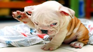 khi boss bi cac sen chup anh dim hang 1