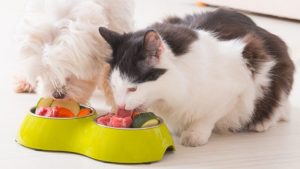 pet food3 1 e1525537977228 2