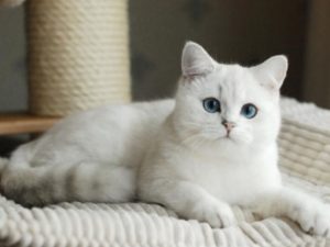 Làm thế nào để sở hữu một bé mèo mập mạp mỡ màng nhưng vẫn khoẻ mạnh?