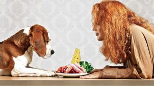 4 xu hướng chọn thức ăn cho chó 2018