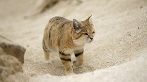 Cách mua cát vệ sinh chất lượng cho mèo