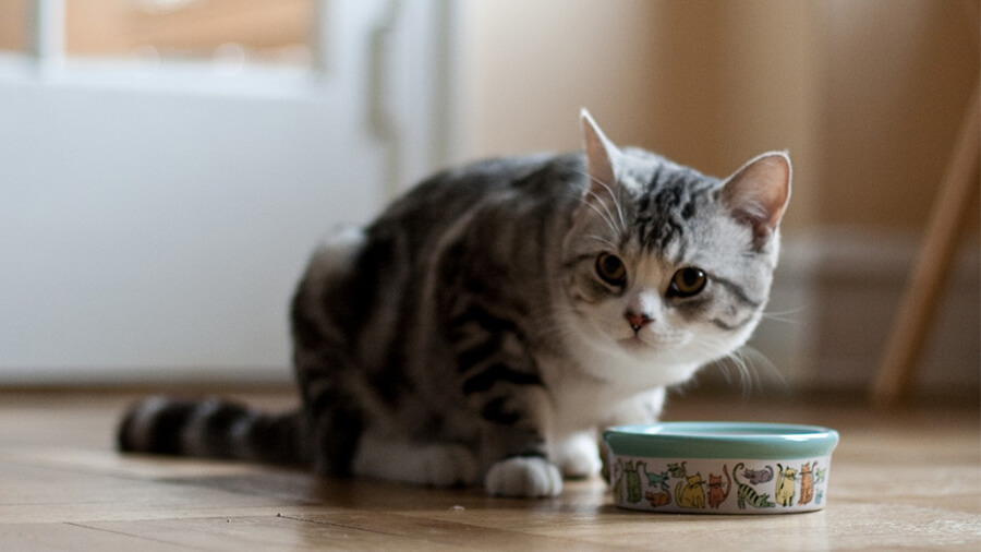 Địa điểm mua pate cho mèo bầu tại Tp.HCM