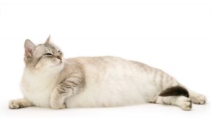 Địa điểm mua pate cho mèo bầu tại Tp.HCM