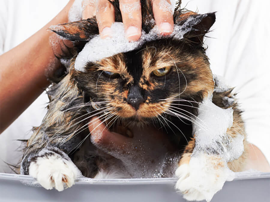 Tại sao dịch vụ tắm cho mèo ngày càng được yêu thích lựa chọn?