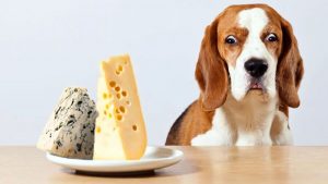 huong-dan-nau-pate-cho-cho-con-tai-nha-de-thuc-hien