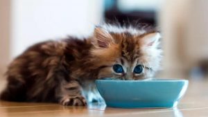 khi lua chon pate cho meo con can luu y nhung gi1