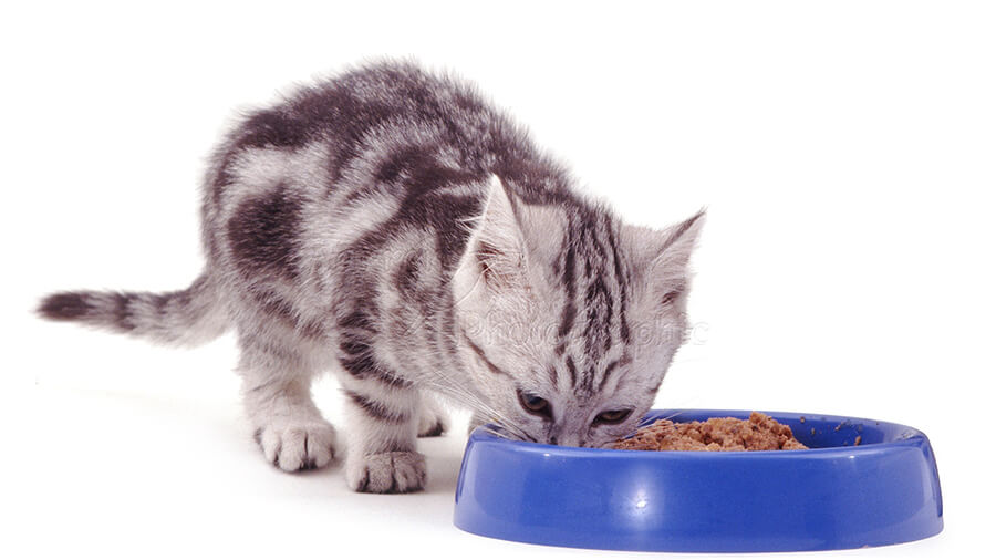 Cần lưu ý gì khi lựa chọn pate cho mèo con? 1 Cần lưu ý gì khi lựa chọn pate cho mèo con?