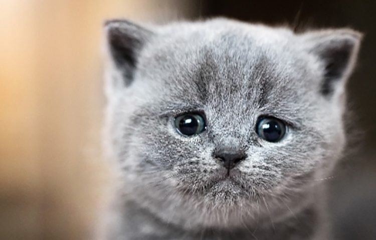 Loài mèo cũng biết khóc và nằm mơ