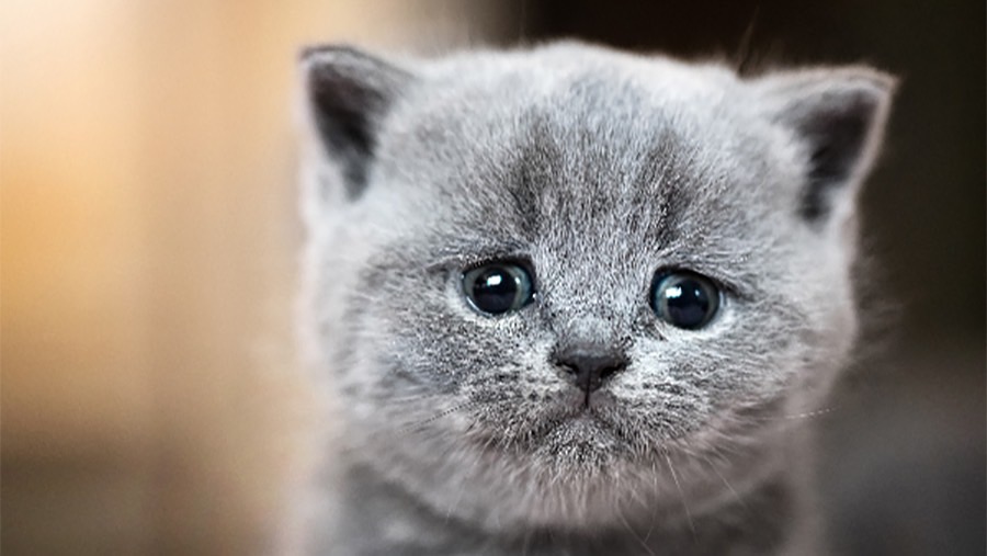 Mèo khóc là một điều rất hiếm thấy và cực kì xúc động. Những khoảnh khắc này được nhiếp ảnh gia kết nối và truyền tải đến những người xem những cảm xúc sâu xa nhất. Bức ảnh mèo khóc này chắc chắn sẽ khiến cho bạn không thể quên được nó.