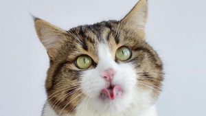 Loài mèo đã bắt đầu xâm chiếm thế giới từ khi nào?