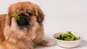 Lựa chọn pate cho cún theo độ tuổi