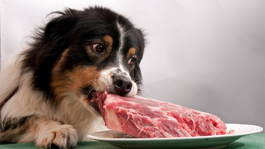 Lựa chọn pate cho cún theo độ tuổi