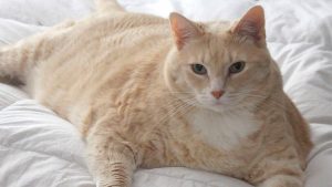 meo ngoai co gay bao mang vi giong het meo hoat hinh garfield1