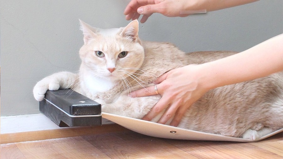 Mèo ngoại cỡ gây bão mạng vì giống hệt mèo hoạt hình Garfield 3 meo ngoai co gay bao mang vi giong het meo hoat hinh garfield3