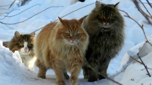 Phải chăng loài mèo đã cùng với người Viking đi chinh phục thế giới?