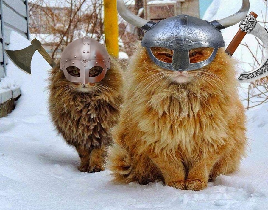 Phải chăng loài mèo đã cùng với người Viking đi chinh phục thế giới? 1 Phải chăng loài mèo đã cùng với người Viking đi chinh phục thế giới?