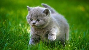 cats 1548062552981 5277