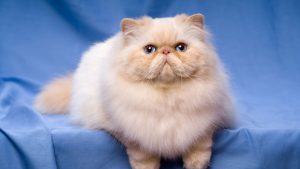 dich vu trong giu meo khong nhot chuong tet am lich ky hoi 2019 thepetvietnam