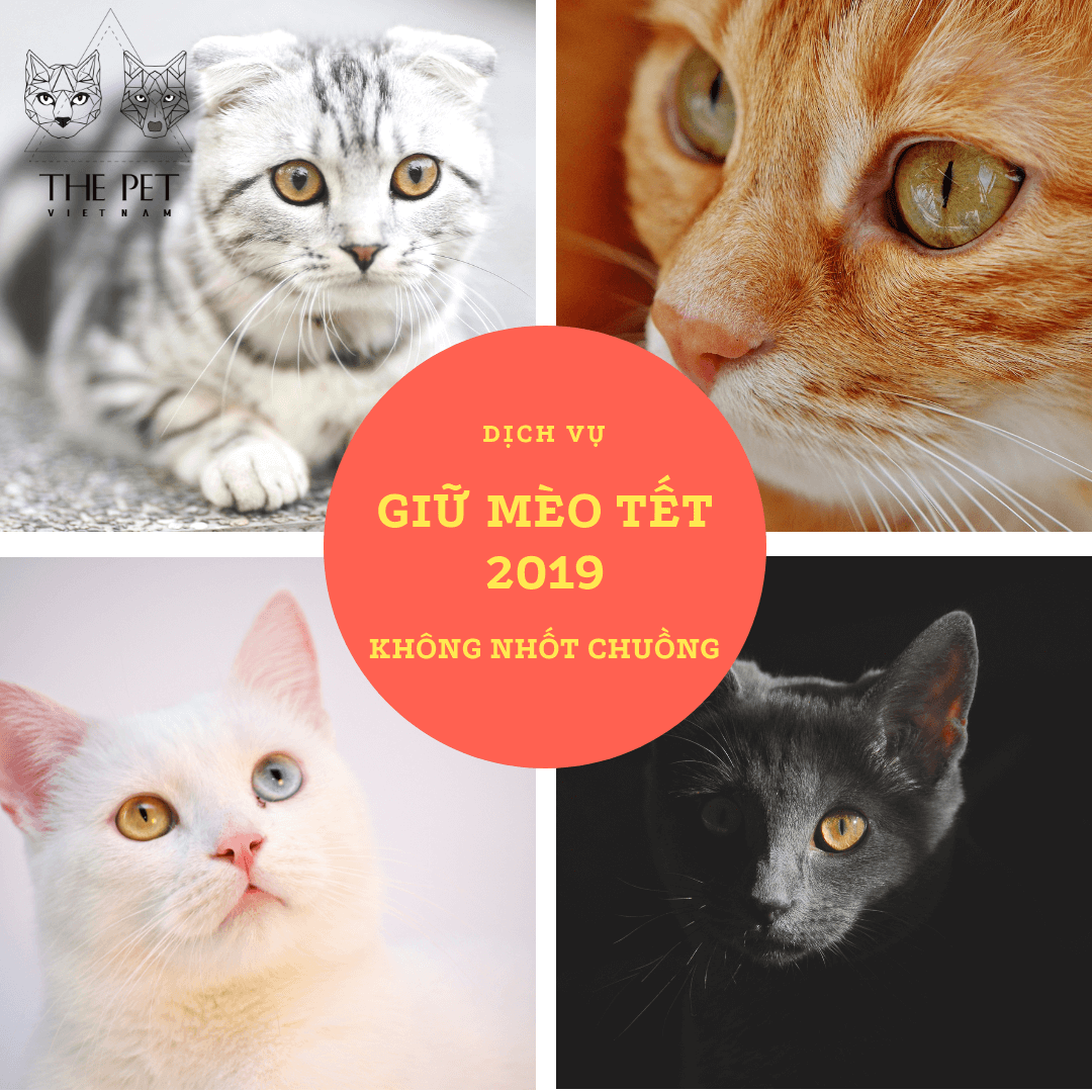 giu meo tet ky hoi 2019 thepetvietnam