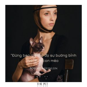 Những câu nói hay về loài mèo 9 52840217 2074534342663166 3635097007497936896 o