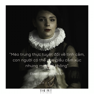 Những câu nói hay về loài mèo 7 52989642 2074534225996511 6745463137295663104 o