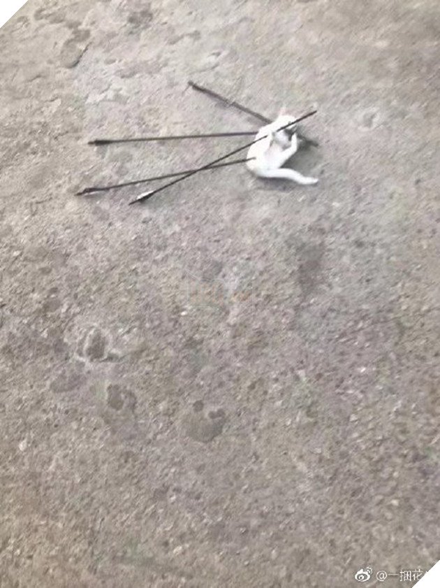 Trung Quốc: Sinh viên dùng cung tên bắn chết mèo, cả trường phẫn nộ đòi đuổi học 4 005agwm7ly1fvdsmgsjpdj30go0m8dix 15375222604961345461800 PQQJ