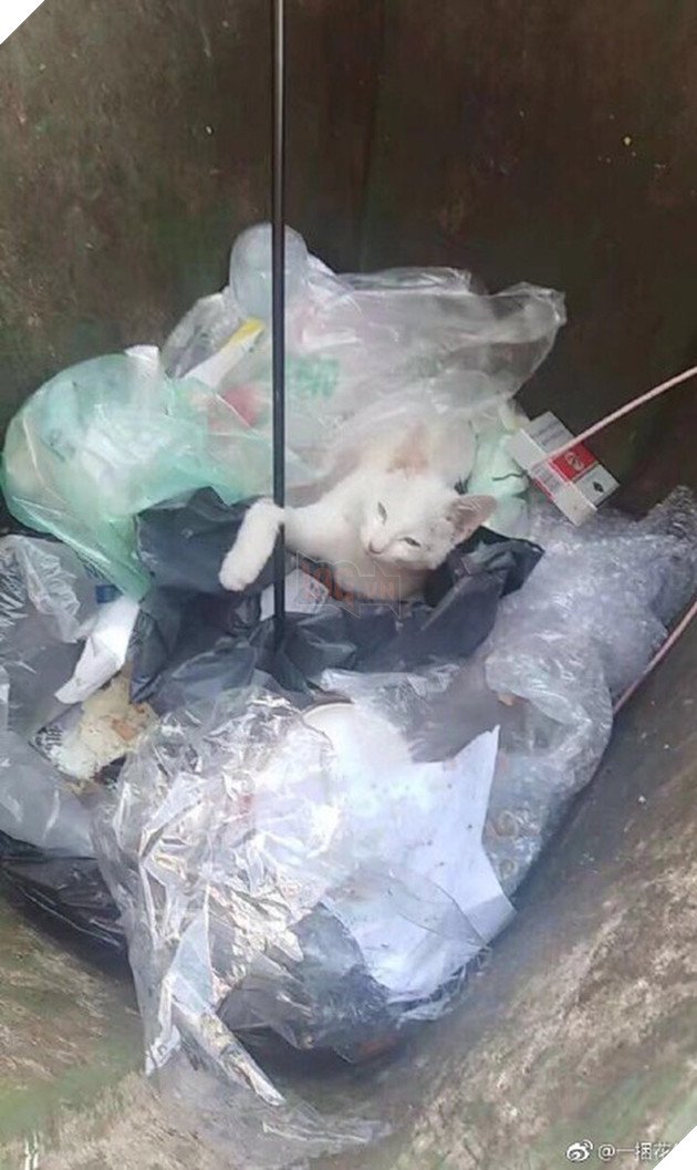 Trung Quốc: Sinh viên dùng cung tên bắn chết mèo, cả trường phẫn nộ đòi đuổi học 3 005agwm7ly1fvdsmgtdflj30k00xkqcv 1537522260493988251400 CGES