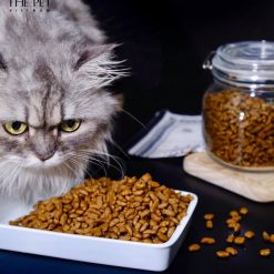 thức ăn chó mèo