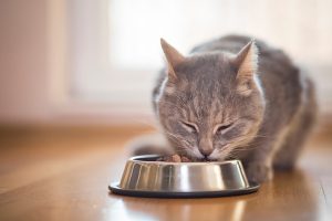 A gray tabby cat eating wet food out of a food bowl