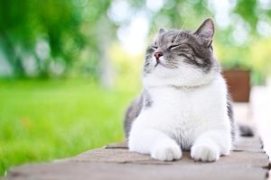 feeding your cat a healthy diet can help prevent illness