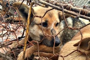 gs tran lam bien noi an thit cho phan cam la sai lam bb baaacQTBz1