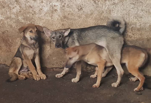 nhot cho 6333 1536810325