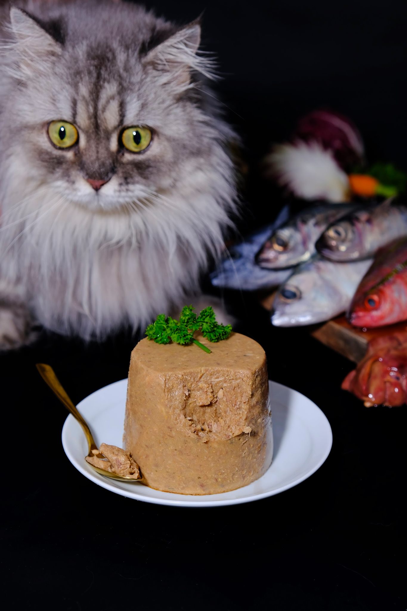 Bật mí dòng pate ngon, bổ, rẻ cho mèo 3 70490110 2400201023429828 224736315541815296 o