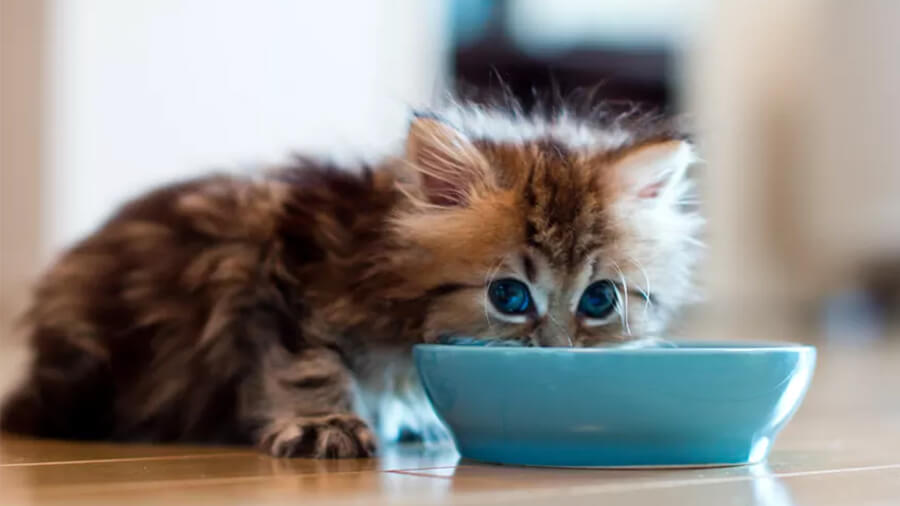 Bật mí dòng pate ngon, bổ, rẻ cho mèo 2 khi lua chon pate cho meo con can luu y nhung gi1