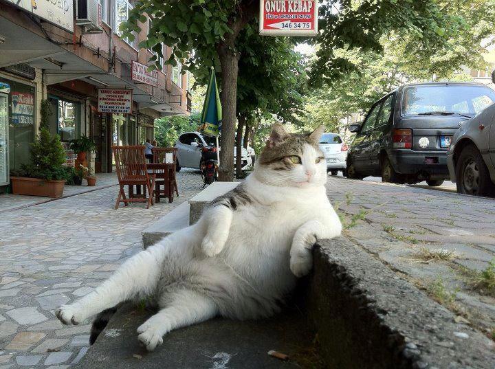 Top 20 ảnh mèo béo dễ thương cho những ai yêu thích mèo