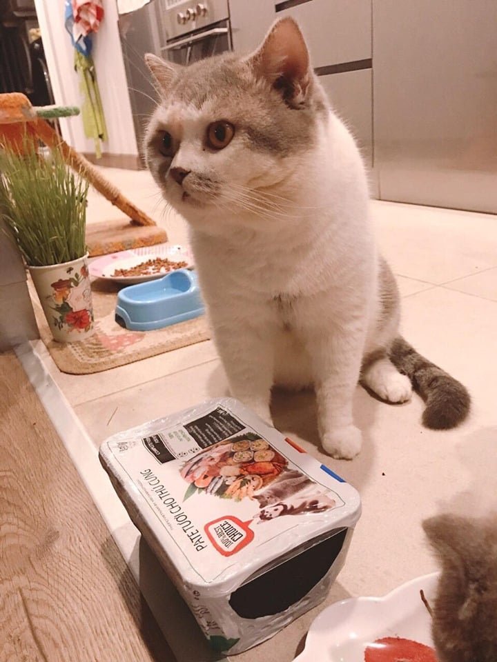 TỔNG HỢP TẤT CẢ SẢN PHẨM PATE TƯƠI CHÓ MÈO KHÔNG CHẤT BẢO QUẢN THEPET.VN  5 5