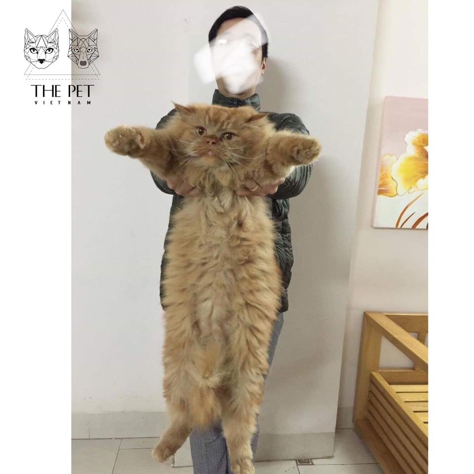 TỔNG HỢP TẤT CẢ SẢN PHẨM PATE TƯƠI CHÓ MÈO KHÔNG CHẤT BẢO QUẢN THEPET.VN  6 6