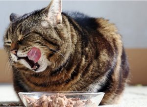 cat is happy about its food a cat licks her mouth with her tongue picture id928162688