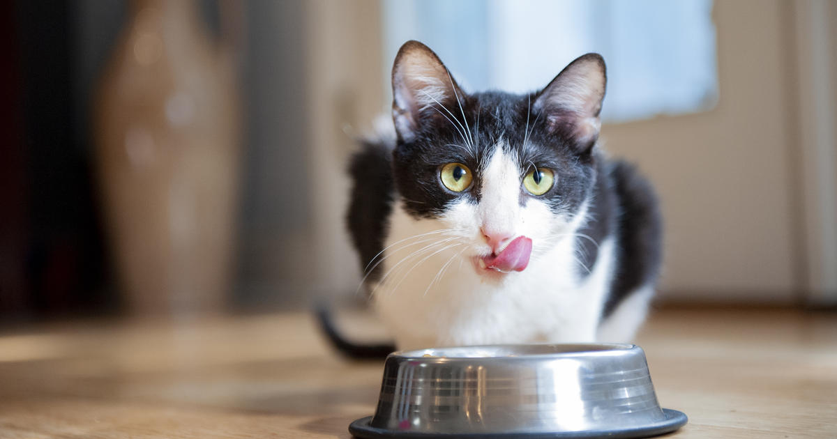 Lựa chọn thức ăn mèo cần biết những thông tin gì? 2 how much wet food should i feed my
