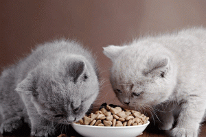 thuc an kho cho meo loai nao tot mua thuc an cho meo o dau 3 1