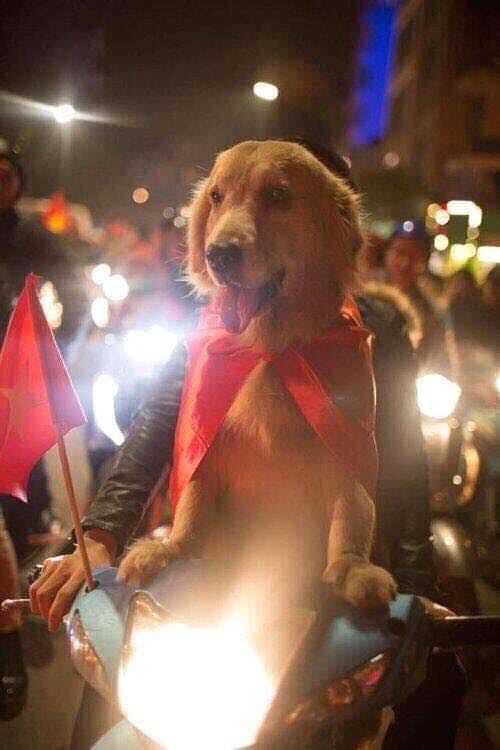 VIỆT NAM VÔ ĐỊCH: THEPET.VN GIẢM GIÁ TẤT CẢ MẶT HÀNG 10% CHỈ TRONG 2 NGÀY 11 - 12/12/2019 6 78333210 484914522376717 7167089197591822336 n