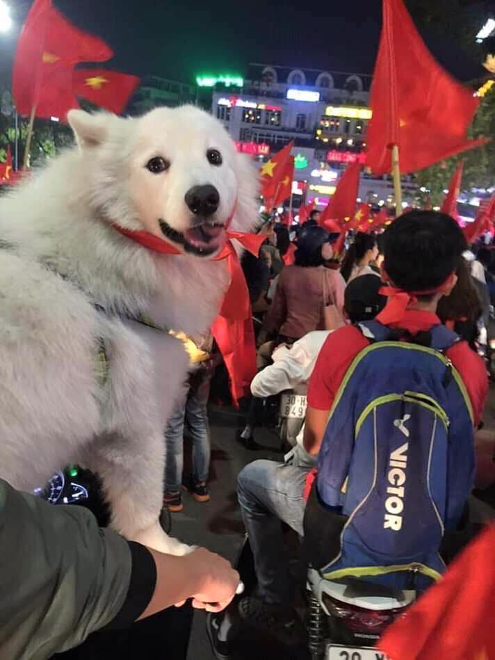 VIỆT NAM VÔ ĐỊCH: THEPET.VN GIẢM GIÁ TẤT CẢ MẶT HÀNG 10% CHỈ TRONG 2 NGÀY 11 - 12/12/2019 4 78838955 747646292404610 7324798141843111936 n