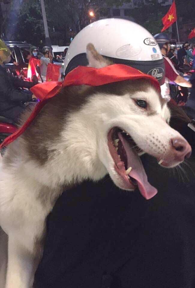 VIỆT NAM VÔ ĐỊCH: THEPET.VN GIẢM GIÁ TẤT CẢ MẶT HÀNG 10% CHỈ TRONG 2 NGÀY 11 - 12/12/2019 3 79295289 752075051977699 2333542541795786752 n