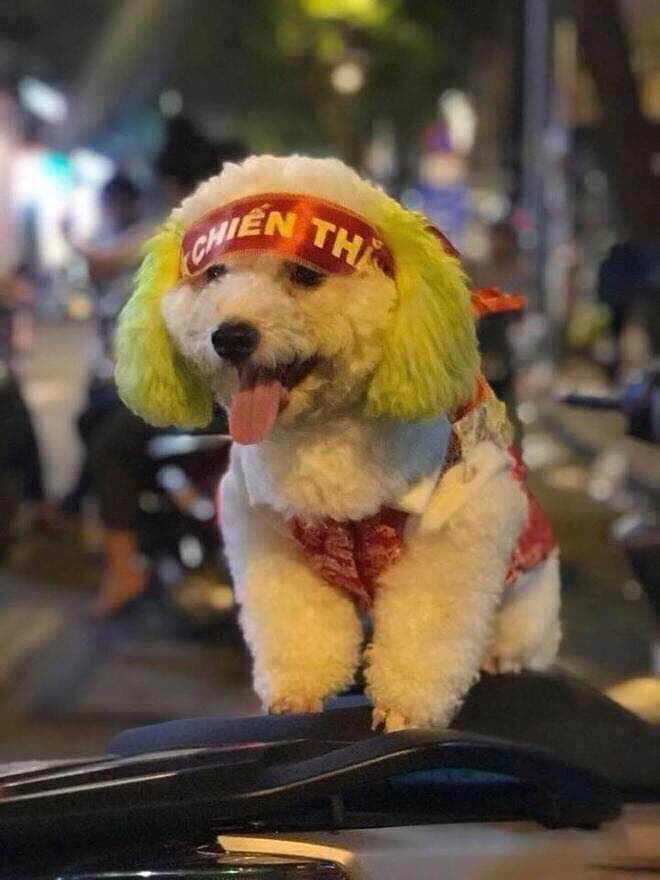 VIỆT NAM VÔ ĐỊCH: THEPET.VN GIẢM GIÁ TẤT CẢ MẶT HÀNG 10% CHỈ TRONG 2 NGÀY 11 - 12/12/2019 2 79368781 432808520954736 1323195590430949376 n