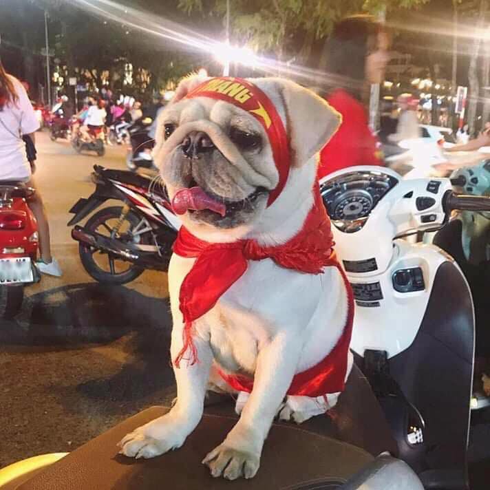 VIỆT NAM VÔ ĐỊCH: THEPET.VN GIẢM GIÁ TẤT CẢ MẶT HÀNG 10% CHỈ TRONG 2 NGÀY 11 - 12/12/2019 1 79435435 794254837666888 6045456937758228480 n